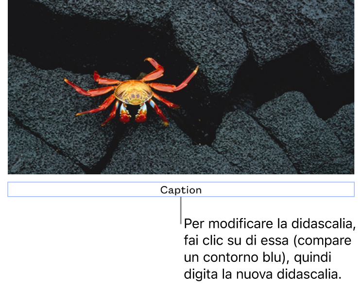 La didascalia segnaposto “Didascalia” viene visualizzata sotto una foto e un contorno blu attorno al campo della didascalia indica che è stata selezionata.