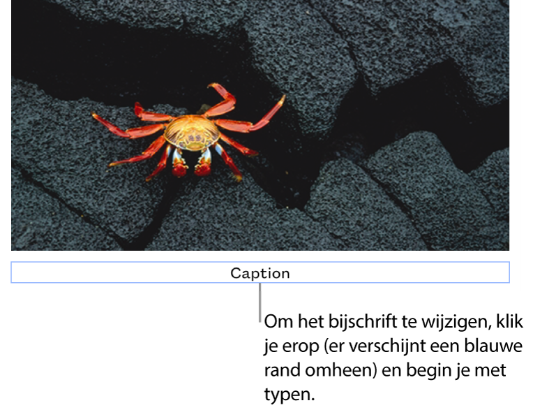 Onder een foto staat de plaatsaanduiding 'Bijschrift'. Een blauwe rand om het bijschriftveld geeft aan dat het geselecteerd is.