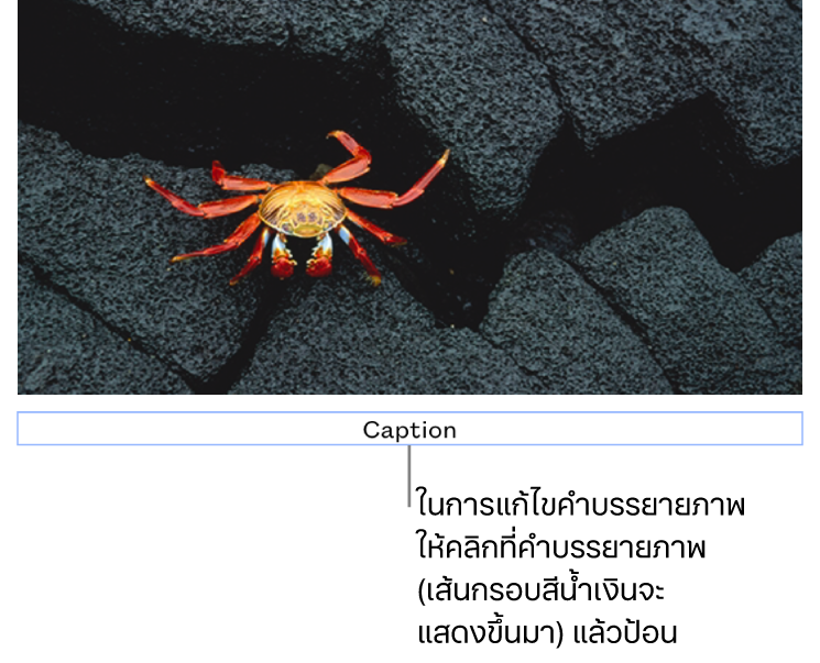 คำบรรยายภาพในช่องพัก “คำบรรยายภาพ” แสดงขึ้นมาด้านล่างรูปภาพ โดยเส้นกรอบสีน้ำเงินรอบช่องคำบรรยายภาพแสดงว่าถูกเลือก