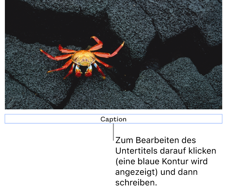 Der Platzhalter-Untertitel „Untertitel“ erscheint unter einem Foto, ein blauer Rahmen um das Untertitelfeld gibt an, dass es ausgewählt ist.