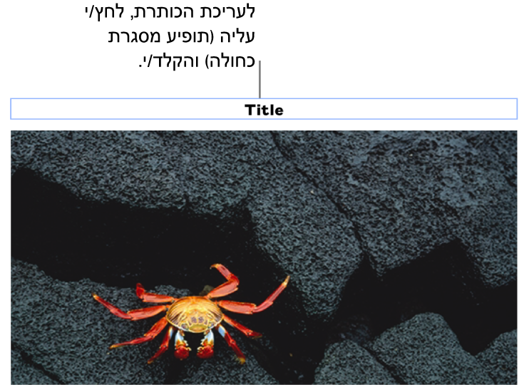 מציין המיקום של כותרת, ״כותרת״, מופיע מתחת לתמונה; קו מתאר כחול מסביב לשדה הכותרת מראה שהשדה נבחר.
