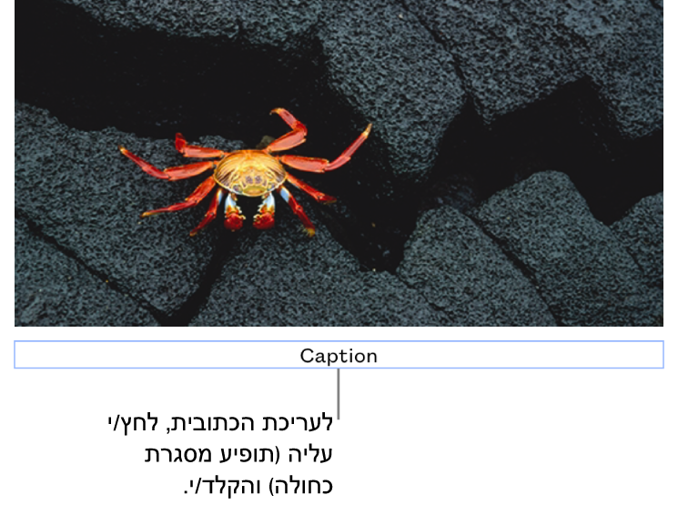 מציין המיקום של כתובית, ״כתובית״, מופיע מתחת לתמונה; קו מתאר כחול מסביב לשדה הכתובית מראה שהשדה נבחר.