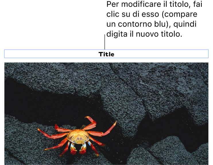 Il titolo segnaposto “Titolo” viene visualizzata sotto una foto e un contorno blu attorno al campo del titolo indica che è stato selezionato.