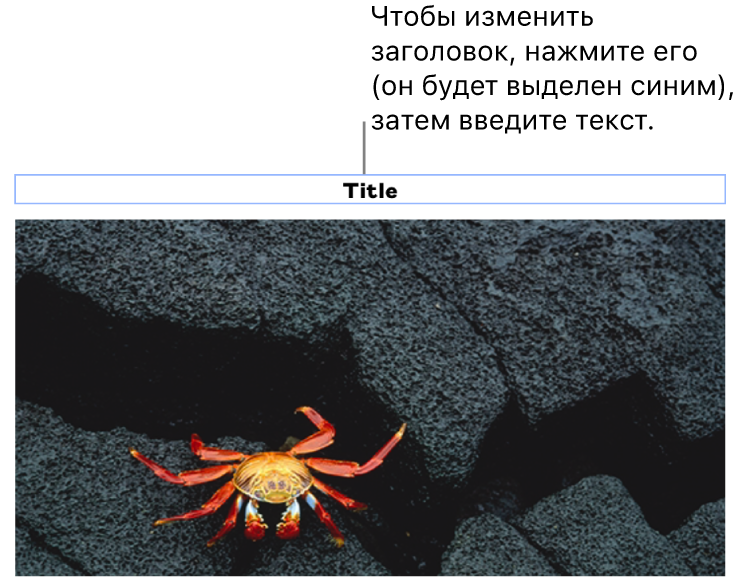 Под фотографией отображается заполнитель «Заголовок»; синяя рамка вокруг поля заголовка показывает, что оно выбрано.