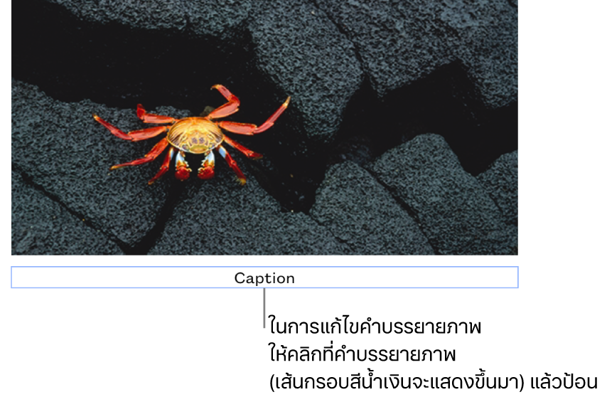 คำบรรยายภาพในช่องพัก “คำบรรยายภาพ” แสดงขึ้นมาด้านล่างรูปภาพ โดยเส้นกรอบสีน้ำเงินรอบช่องคำบรรยายภาพแสดงว่าถูกเลือก