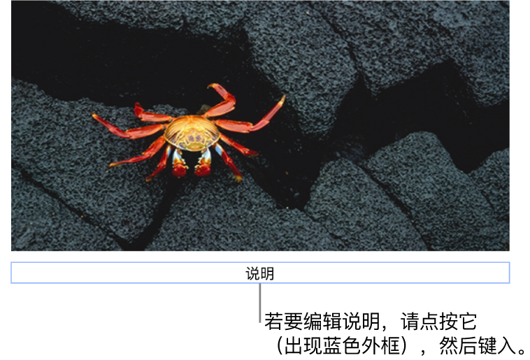 占位符说明“说明”显示在照片下方;说明栏周围的蓝色外框表示它已被选中。