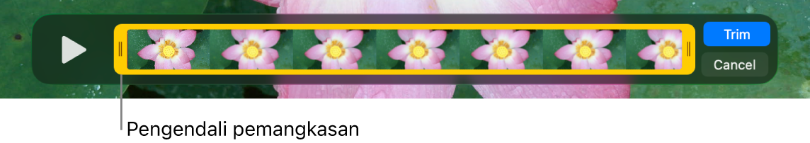 Klip dalam jendela QuickTime Player, menampilkan bagian klip yang dilampirkan dalam pengendali berwarna kuning, dan sisanya di luar pengendali berwarna kuning. Tombol Pangkas dan tombol Batalkan berada di kanan.