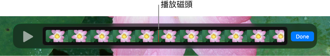 QuickTime Player 視窗中的剪輯片段,且靠近剪輯片段中央有播放磁頭。