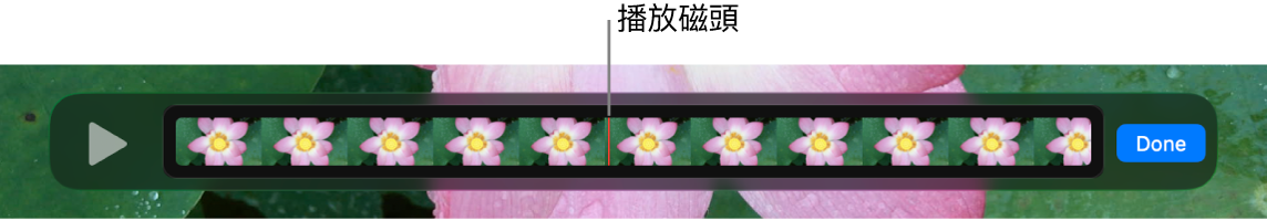 QuickTime Player 視窗中的剪輯片段,且靠近剪輯片段中央有播放磁頭。
