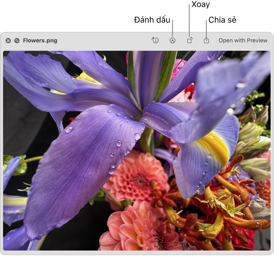 Một hình ảnh trong cửa sổ Xem nhanh với các nút để đánh dấu, xoay hoặc chia sẻ hình ảnh hoặc mở hình ảnh đó trong ứng dụng Xem trước.