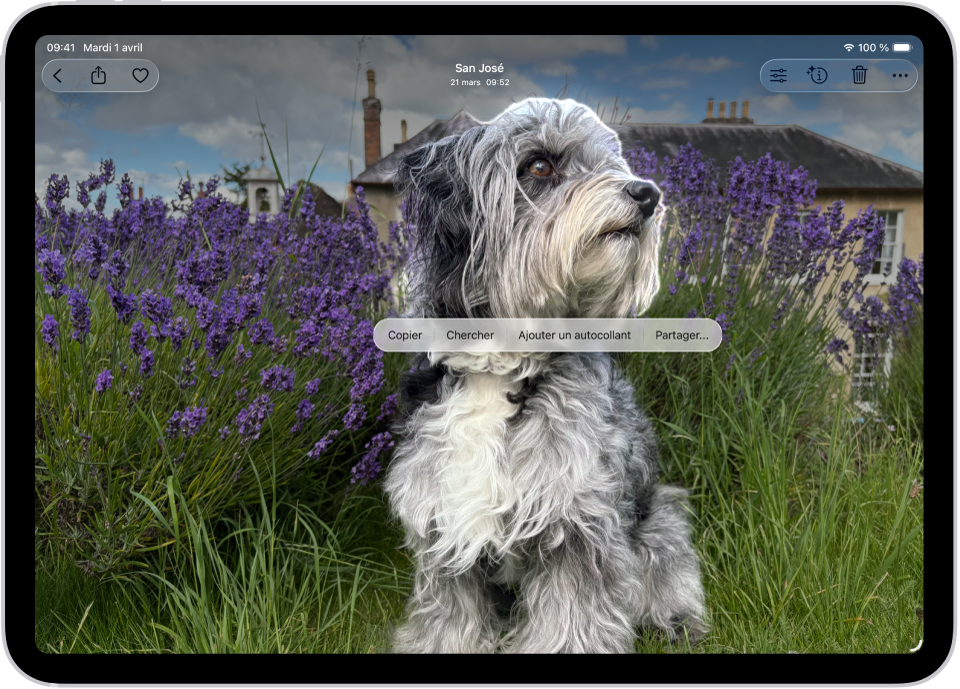 L’app Photos est ouverte sur la photo d’un chien. Le chien est sélectionné, et l’option Ajouter un autocollant est disponible dans le menu situé au-dessus.