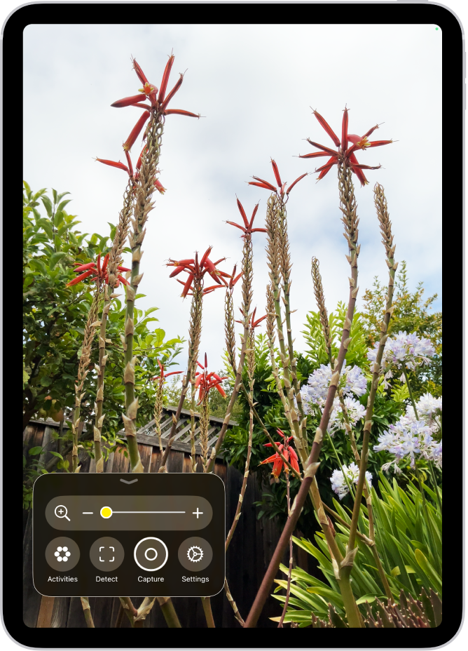 Schermata dell’app Lente che mostra un primo piano di fiori.