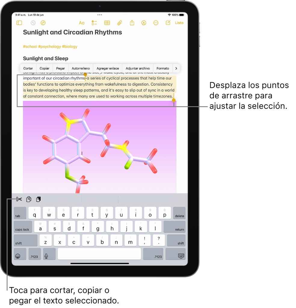 En la app Notas, hay texto seleccionado en una nota. Encima del texto seleccionado hay un menú con los botones Cortar, Copiar y Pegar. El texto seleccionado está resaltado, con puntos de arrastre en cada extremo que permiten ajustar la selección.