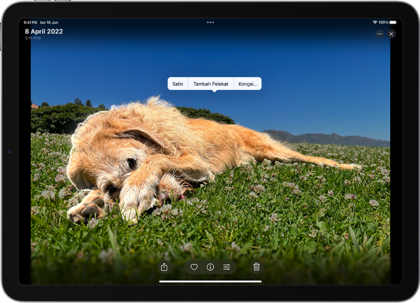 App Foto dibuka kepada foto seekor anjing. Anjing tersebut dipilih dan pilihan Tambah Pelekat tersedia dalam menu di atas.