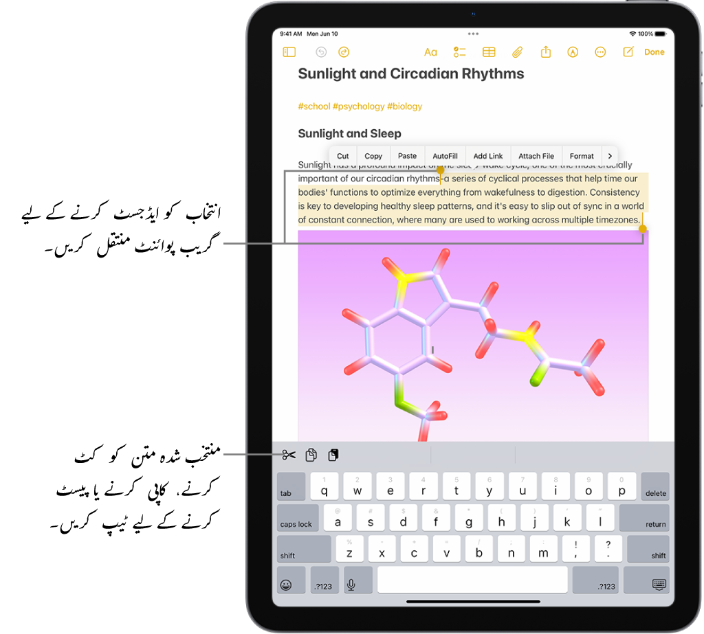 متن نوٹ ایپ میں نوٹ میں منتخب کیا گیا ہے۔ منتخب کردہ متن کے اوپر بٹن کا مینو ہے جس میں کٹ کریں، کاپی کریں اور پیسٹ کریں بٹن شامل ہیں۔ منتخب کردہ متن کو ہائی لائٹ کیا گیا ہے، جس کے دونوں سرے پر انتخاب کو ایڈجسٹ کرنے کے لیے گریب پوائنٹ ہیں۔