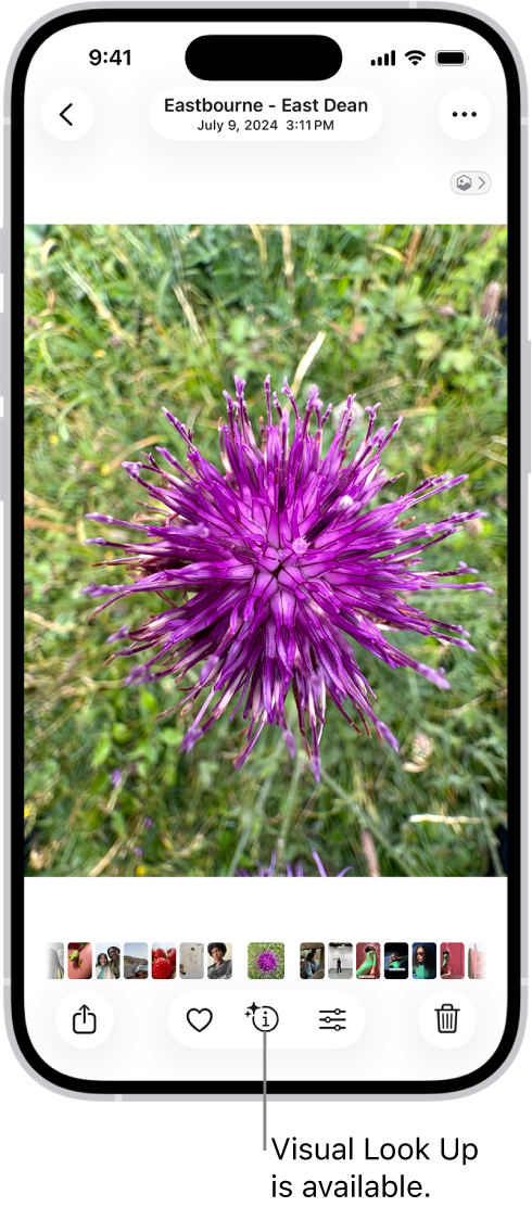 A photo is open in the Photos app library. At the bottom of the screen, the Info button displays an icon indicating that Visual Look Up information is available.