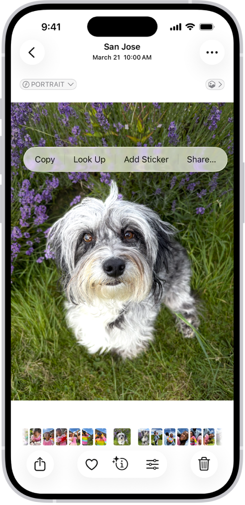 The Photos app is open to a photo of a dog. The dog is selected, and the option Add Sticker is available in the menu above.