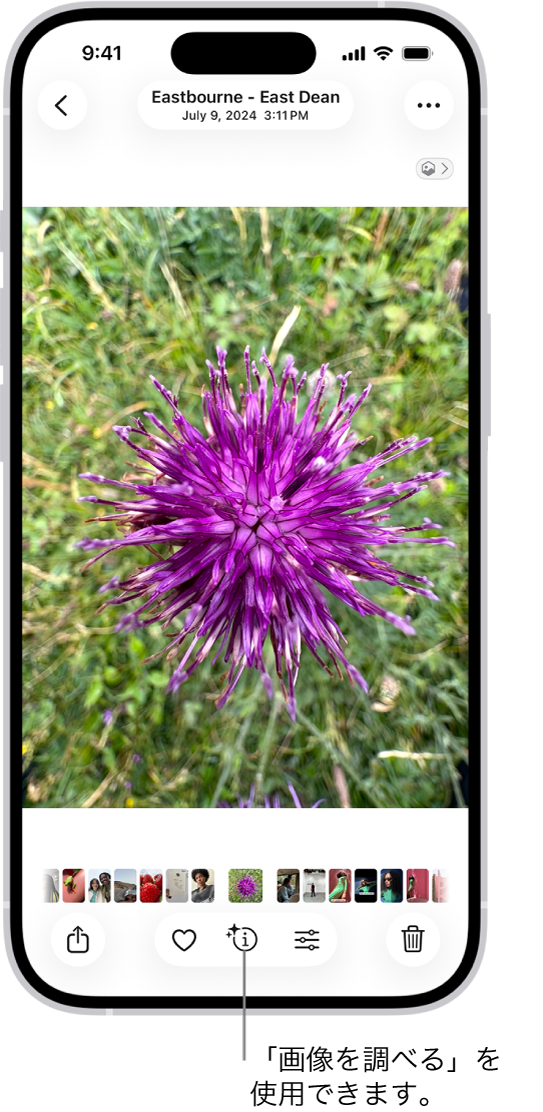 写真アプリの写真が開いています。画面下部では、「画像を調べる」で情報を入手できることを示すアイコンが情報ボタンに表示されています。
