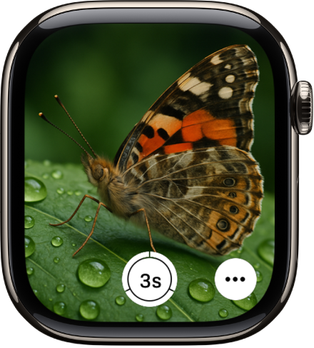 The Apple Watch screen showing what’s in the iPhone camera’s view. The shutter button is at the bottom center. The More Options button is at the bottom right.