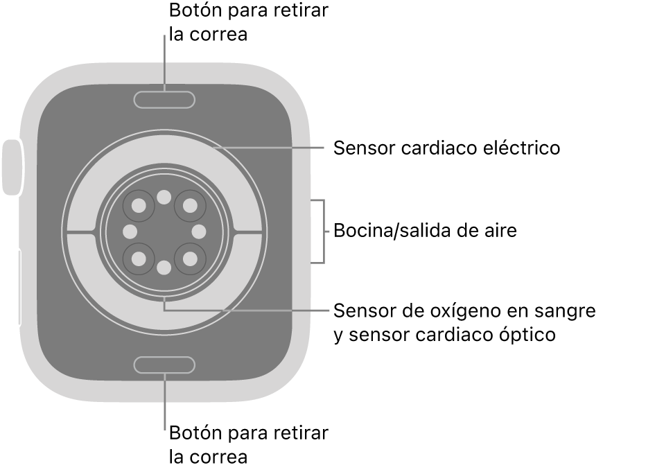 En el reverso del Apple Watch Series 11 se muestran los botones de liberación de correa en la parte superior e inferior; los sensores eléctricos y ópticos para medir la frecuencia cardiaca y el oxígeno en la sangre en el centro; y la bocina/ranuras de aire en un lado.