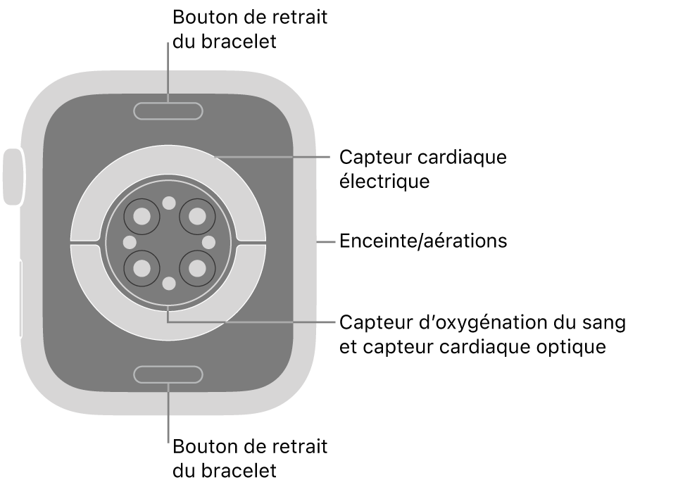 L’arrière de l’Apple Watch Series 9, avec les boutons de retrait du bracelet en haut et en bas, les capteurs électriques de fréquence cardiaque, les capteurs optiques de fréquence cardiaque et les capteurs d’oxygénation du sang au milieu, ainsi que le haut-parleur et les aérations sur le côté.