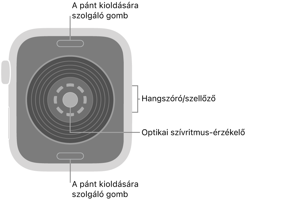 Az Apple Watch SE 3 hátlapja a szíjkioldó gombokkal felül és alul, az elektromos szívérzékelőkkel, az optikai szívérzékelővel középen, valamint a hangszóróval és szellőzőnyílásokkal oldalt.