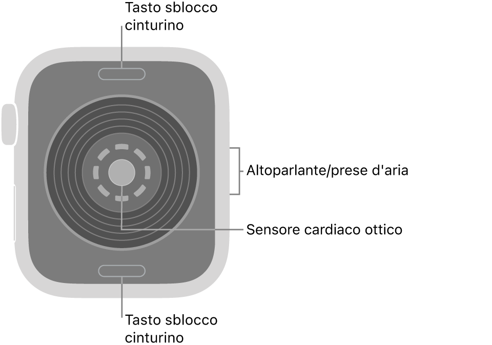 La parte posteriore di Apple Watch SE 3 con i pulsanti di sblocco del cinturino in alto e in basso, il sensore ottico per il cuore in mezzo, e l’altoparlante e i condotti di ventilazione sul lato.
