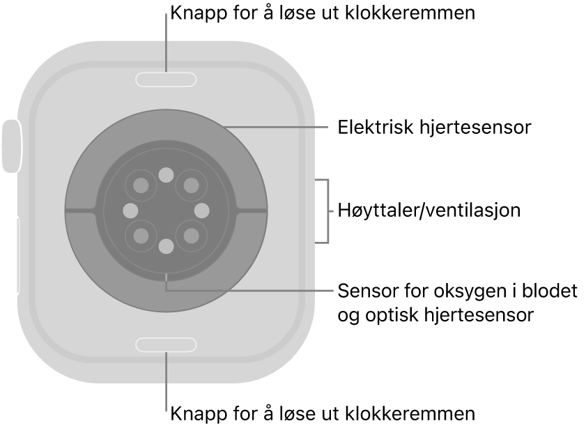 Baksiden av Apple Watch Series 10, med remutløserknappene øverst og nederst, de elektriske pulssensorene, de optiske hjertesensorene og sensorene for oksygen i blodet i midten, og høyttaleren/luftventilene på siden.