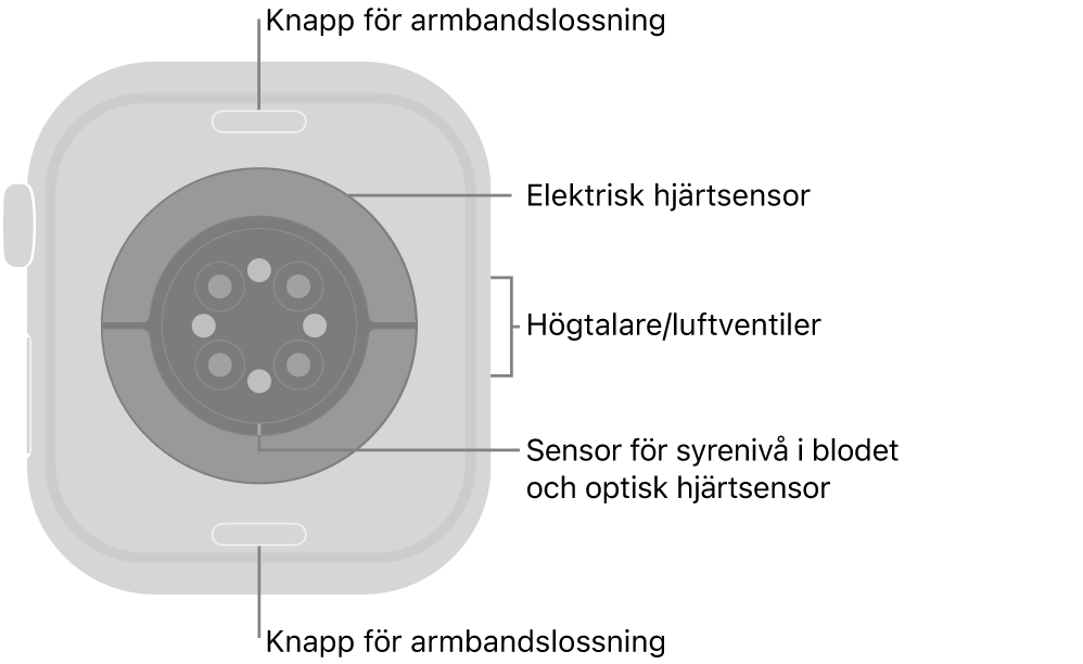 Baksidan på Apple Watch Series 10 med knapparna för armbandslossning högst upp och längst ned, de elektriska hjärtsensorerna, optiska hjärtsensorerna och sensorerna för syrenivån i blodet i mitten och högtalaren/luftventiler på sidan.