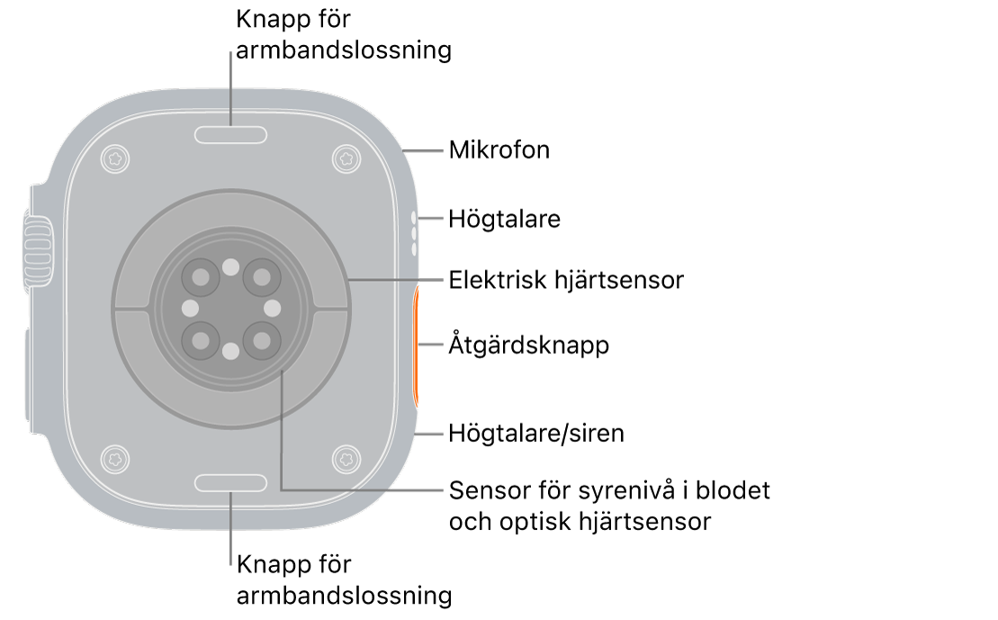 Baksidan på Apple Watch Ultra 3 med med knapparna för armbandslossning högst upp och längst ned. På sidan finns en mikrofon, en högtalare, den elektriska hjärtsensorn, snabbknappen, en högtalarport där sirenen sänds ut, sensorer för syrenivå i blodet samt optiska hjärtsensorer.