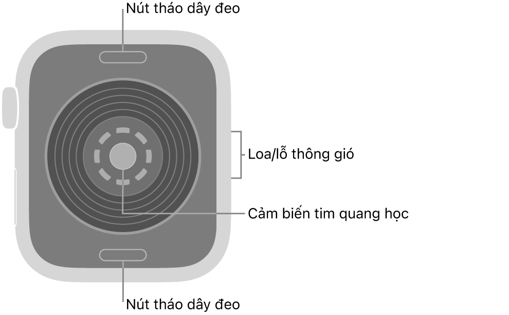 Mặt sau của Apple Watch SE 3, với các nút tháo dây ở trên cùng và dưới cùng, các cảm biến tim quang học ở giữa và loa/lỗ thông gió trên sườn.