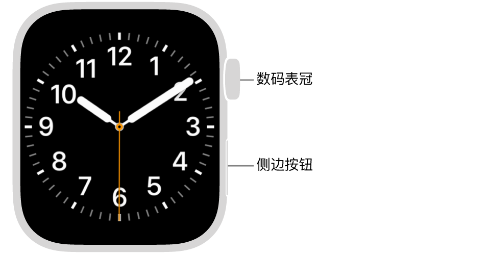 Apple Watch 的正面，数码表冠显示在手表右侧的顶部，侧边按钮显示在右下方。