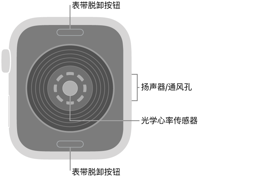 Apple Watch SE 3 的背面，顶部和底部是表带脱卸按钮，中间是光学心率传感器，侧边是扬声器/通风孔。