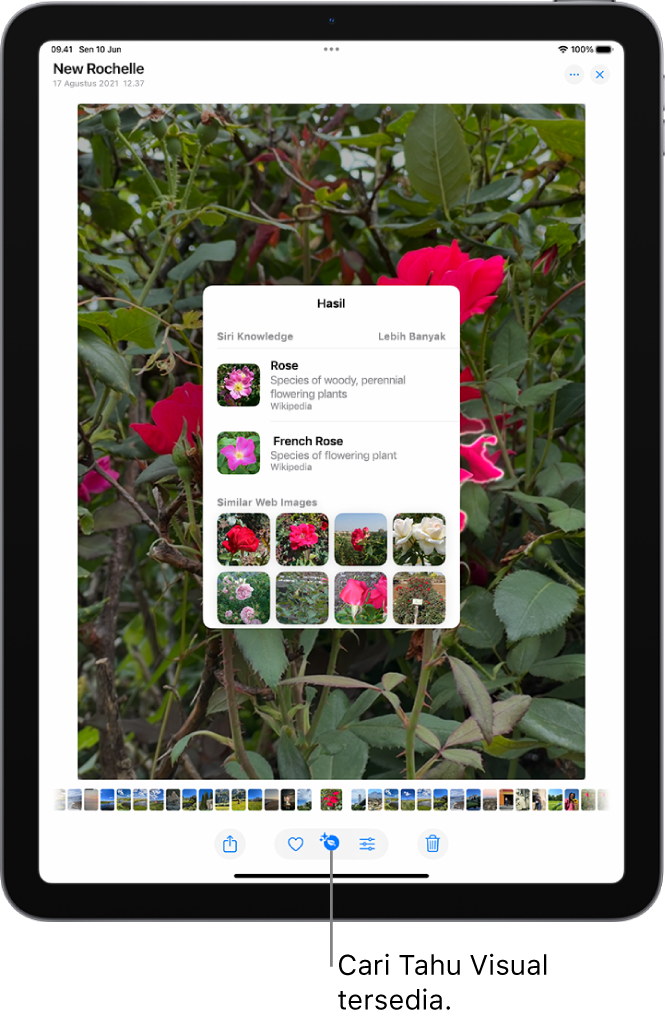 Foto dibuka di app Foto. Di bagian bawah layar, tombol Info menampilkan ikon yang menunjukkan bahwa informasi Cari Tahu Visual tersedia. Tombol dipilih dan hasil Cari Tahu Visual muncul di layar.
