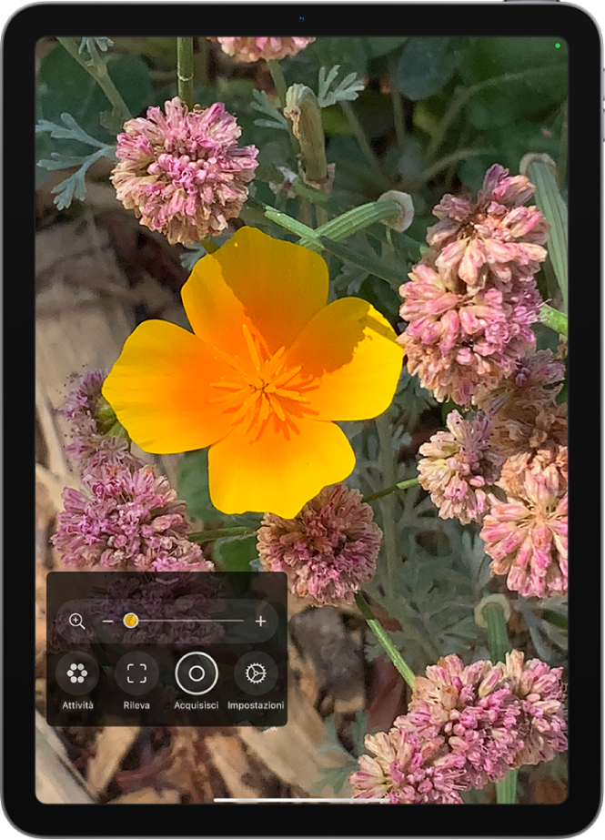 Schermata dell’app Lente che mostra un fiore ingrandito.