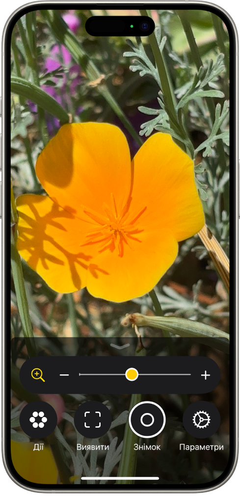 Програма «Лупа» із зображенням квітки великим планом.