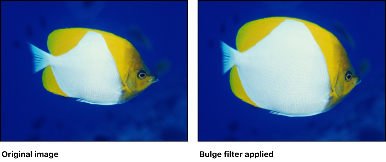 「バルジ」フィルタの効果を示すキャンバス