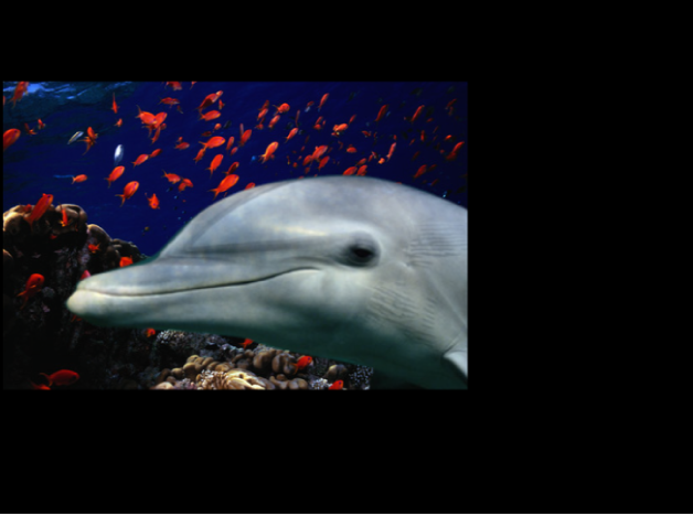 显示重叠对象且打开“保留不透明度”的画布