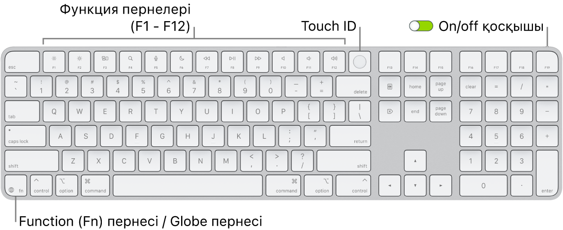 Функциялық пернелер жолын және жоғарғы жақтағы Touch ID тақтасын және Delete пернесінің оң жағындағы Function (Fn)/Globe пернесін көрсетіп тұрған Touch ID құралы және Numeric Keypad тақтасы бар Magic Keyboard пернетақтасы.