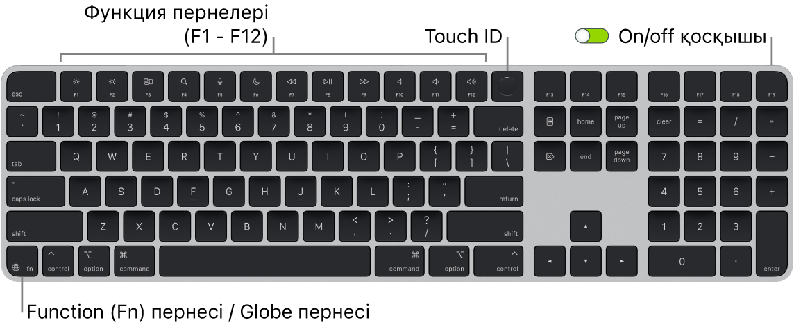 Функциялық пернелер жолын және жоғарғы жақтағы Touch ID тақтасын және төменгі сол жақтағы Function (Fn)/Globe пернесін көрсетіп тұрған Touch ID құралы және Numeric Keypad тақтасы бар Magic Keyboard пернетақтасы.