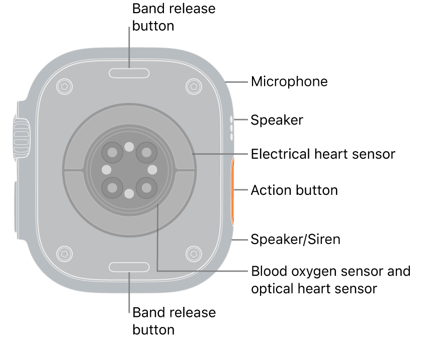The back of Apple Watch Ultra 3, with the band release buttons at top and bottom. On the side are a microphone, a speaker, the electrical heart sensor, the Action button, a speaker port from which the siren emits, blood oxygen sensors, and optical heart sensors.