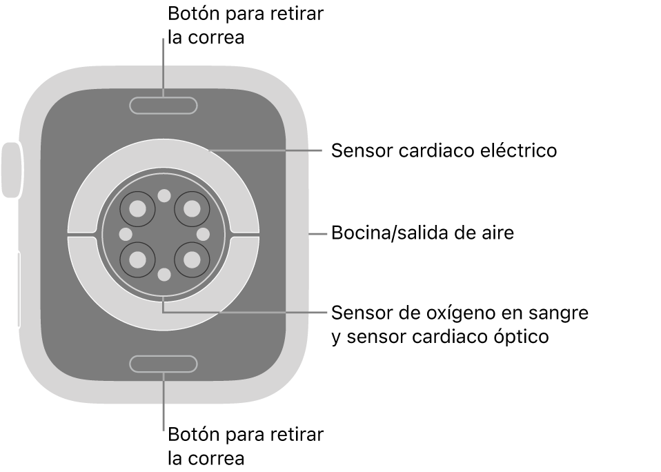 En el reverso del Apple Watch Series 9, se muestran los botones de liberación de correa en la parte superior e inferior; los sensores eléctricos y ópticos para medir la frecuencia cardiaca y los sensores para medir los niveles de oxígeno en la sangre en el centro; y la bocina/ranuras de aire en un lado.