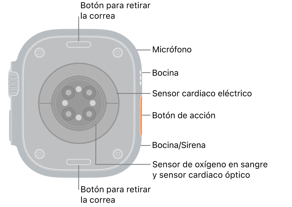 En el reverso del Apple Watch Ultra 3 se muestran los botones de liberación de correa en la parte superior e inferior. En el lateral, se encuentran el micrófono, la bocina, el sensor eléctrico de frecuencia cardiaca, el botón de acción, un puerto de bocina por el cual se emite la sirena, los sensores de oxígeno en la sangre y los sensores ópticos de frecuencia cardiaca.