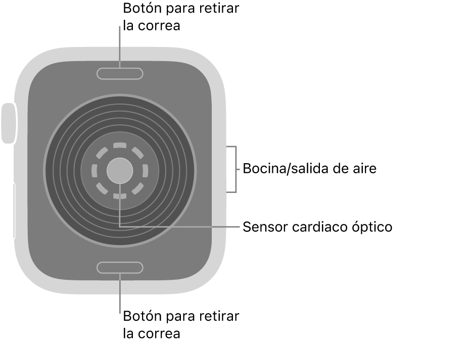 En el reverso del Apple Watch SE 3 se muestran los botones de liberación de correa en la parte superior e inferior; el sensor óptico para medir la frecuencia cardiaca en el centro; y la bocina/ranuras de aire en un lado.