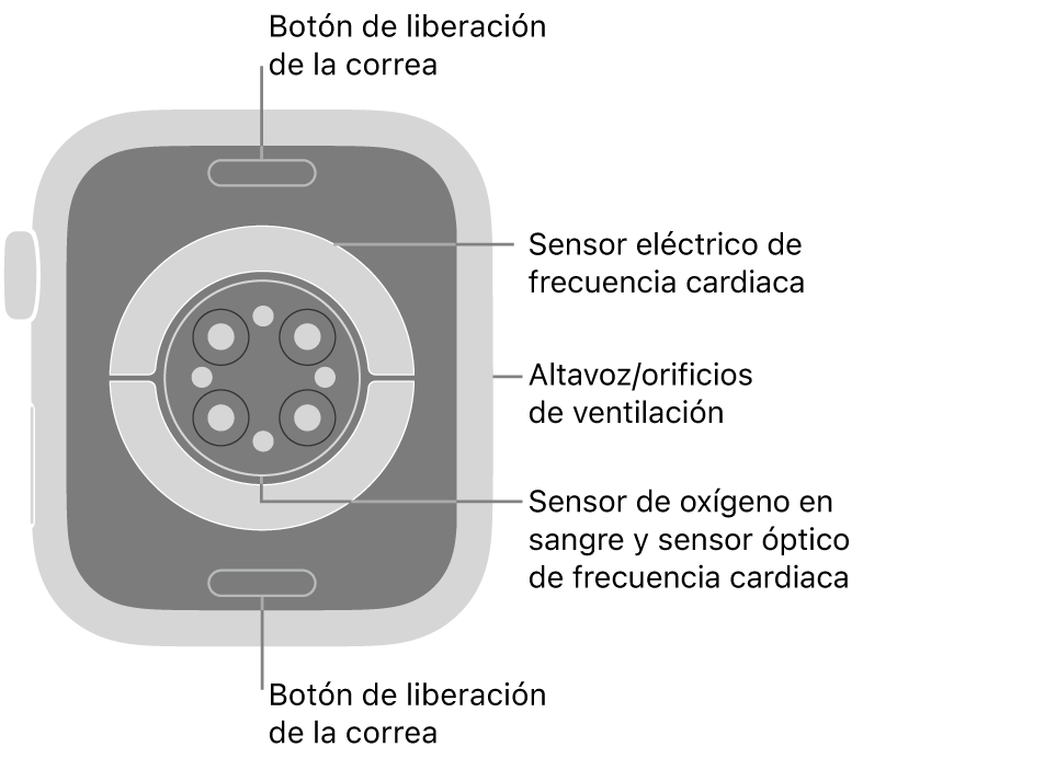 La trasera del Apple Watch Series 9, con los botones de liberación de la correa arriba y abajo, los sensores eléctricos de frecuencia cardiaca, los sensores ópticos de frecuencia cardiaca y los sensores de los niveles de oxígeno en sangre en el medio, y el altavoz/orificios de ventilación en el lateral.
