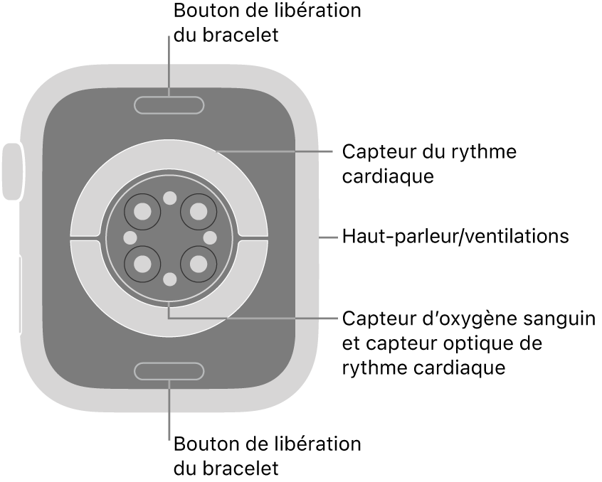 Le dos de l’Apple Watch Series 9, avec les boutons de retrait du bracelet en haut et en bas; les capteurs de fréquence cardiaque électriques et optiques, et les capteurs d’oxygène sanguin au centre; puis le haut-parleur et les évents sur le côté.