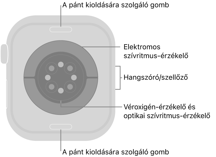 Az Apple Watch Series 10 hátlapja a szíjkioldó gombokkal felül és alul, az elektromos szívérzékelőkkel, az optikai szívérzékelőkkel és a véroxigén-érzékelőkkel középen, valamint a hangszóróval és a szellőzőnyílásokkal oldalt.