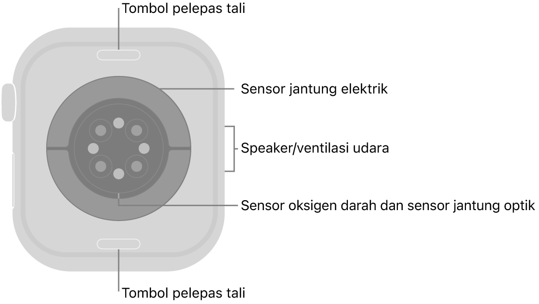 Bagian belakang Apple Watch Series 10, dengan tombol pelepas tali di bagian atas dan bawah, sensor jantung elektrik, sensor jantung optik, dan sensor oksigen darah di bagian tengah, dan speaker/ventilasi udara di bagian samping.