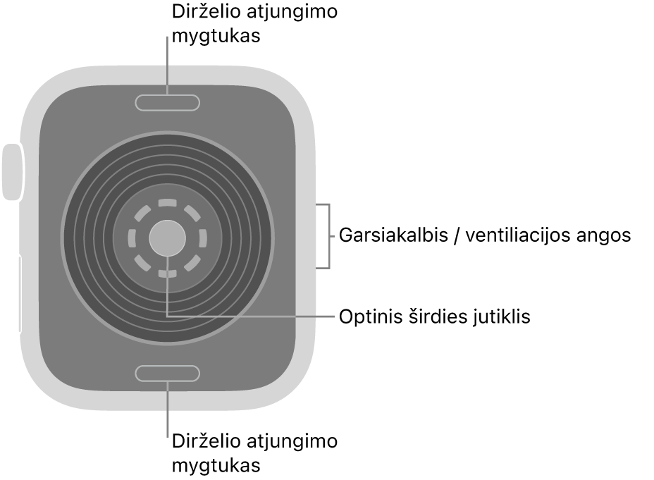 „Apple Watch SE 3“ galinė pusė, dirželio atjungimo mygtukai viršuje ir apačioje, optinis širdies jutiklis viduryje ir garsiakalbis / ventiliacijos angos šone.