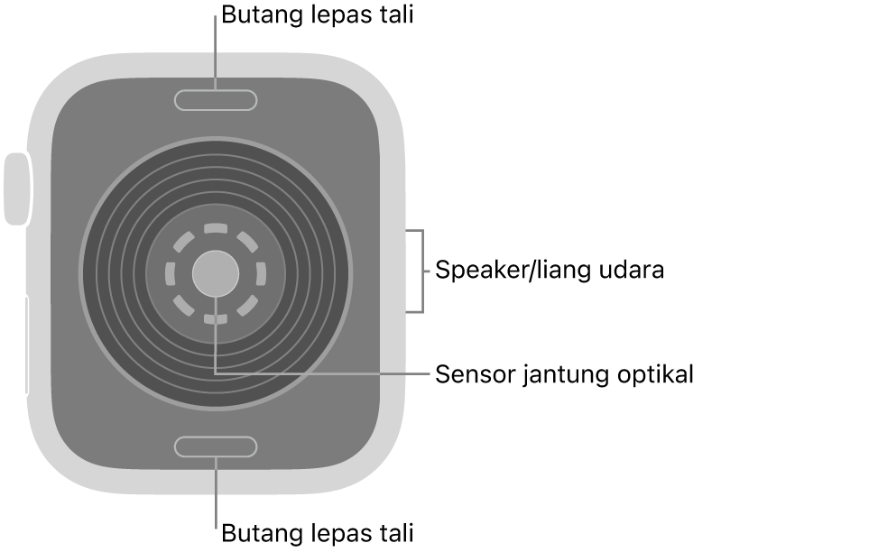 Bahagian belakang Apple Watch SE 3, dengan butang lepaskan tali di atas dan bawah, sensor jantung optik di tengah serta speaker/liang udara pada bahagian sisi.